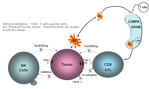 How Multikine Circumvents The Tumor Defence Mechanisms