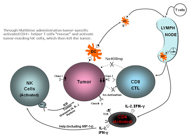 How Multikine Circumvents The Tumor Defence Mechanisms